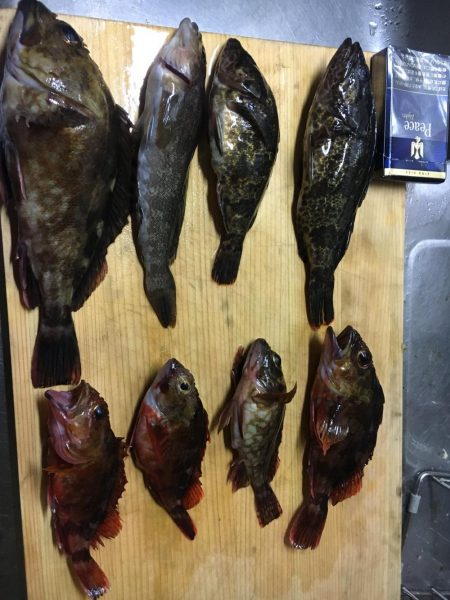 極寒のガシリングで6目釣り